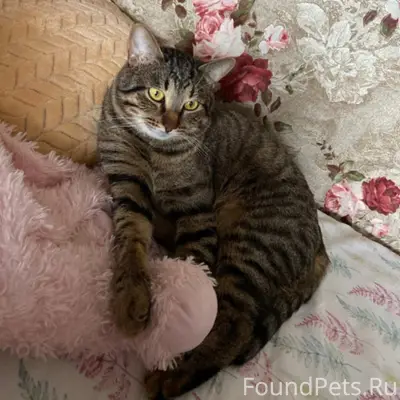 Пропал кот Астон, ул. Рассказовская