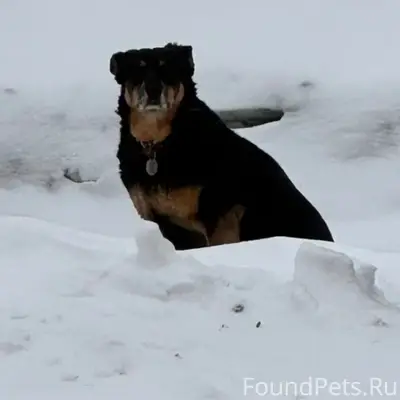 Найденна собака, Заельцовский район