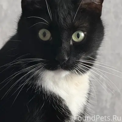 Пропал кот Филя, Аннино, Большие Томики