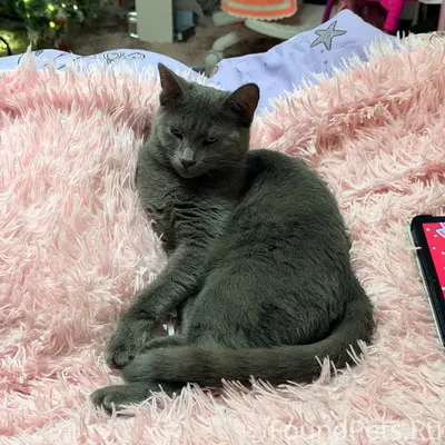 Пропала кошка Марси, неизвестно место пропажи