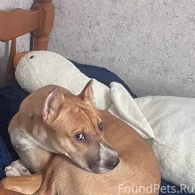 Пропала собака Альма, СНТ Милосердие, Фиолент