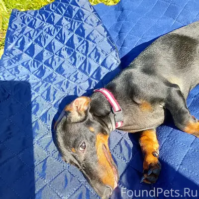 Пропала такса, район Ленина - Мишенкова