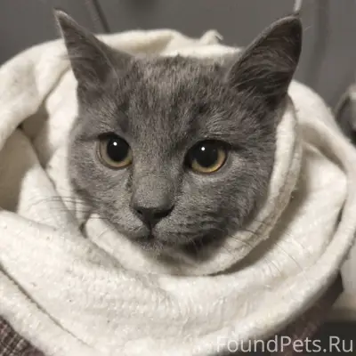 Найден британец, Коломна, пересечение Ленина и Добролюбова