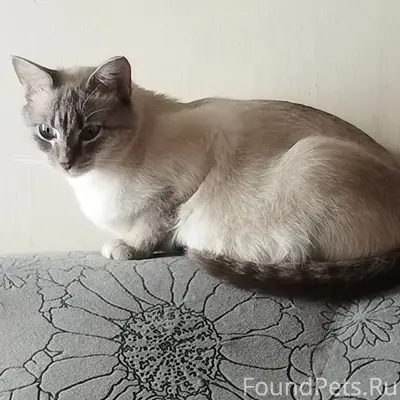 Найдена кошка, центр