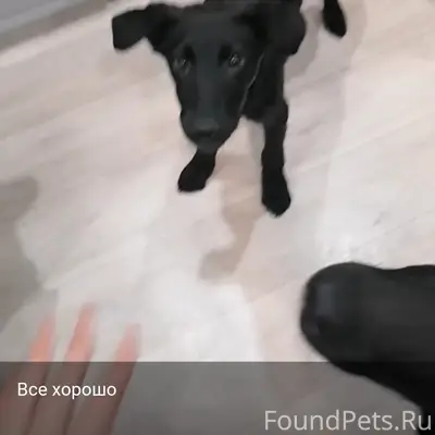 Пропала собака Бусинка, 85 квартал