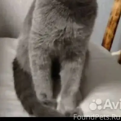 Пропал кот, Нижний Новгород, ул. Движенцев