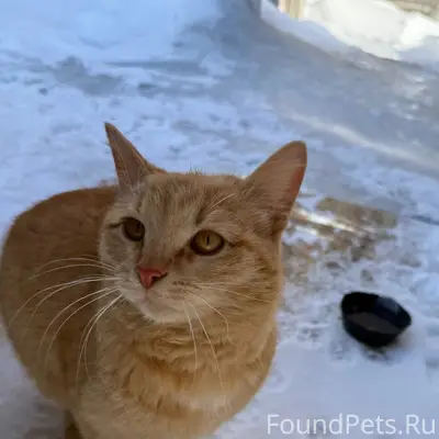 Найден рыжий кот, район РеЧпорт
