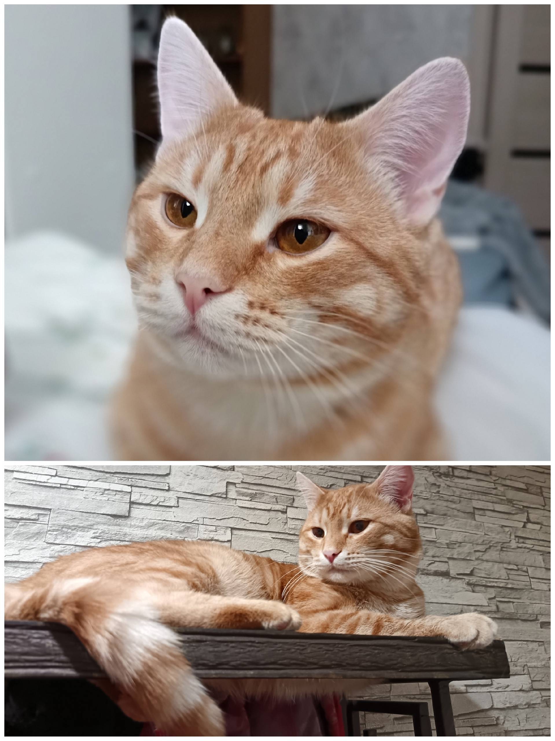 Пропал кот Декс, ул. Шимборского