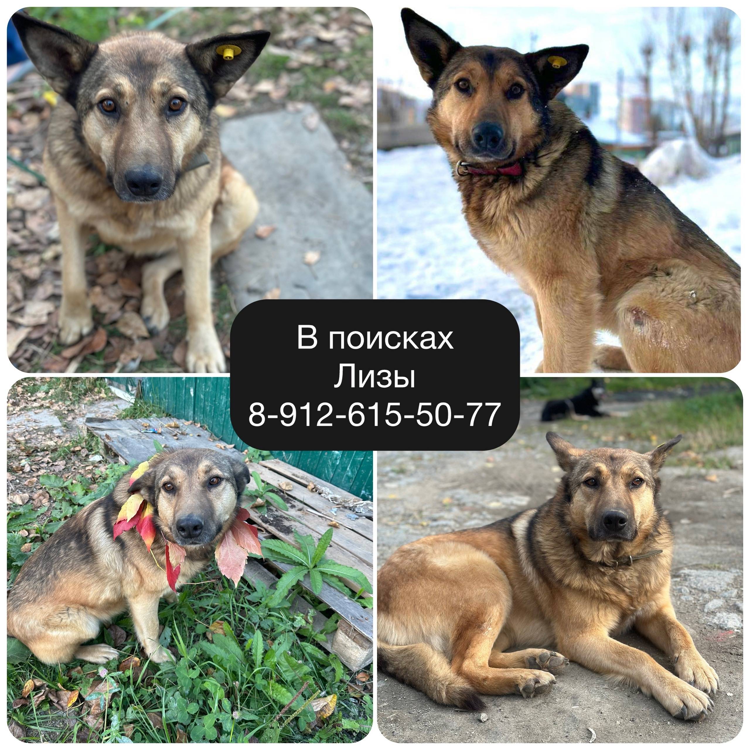 Пропала собака Лиза, Екатеринбург