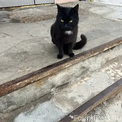 Найден кот без задней правой лапки, Фрунзенский район