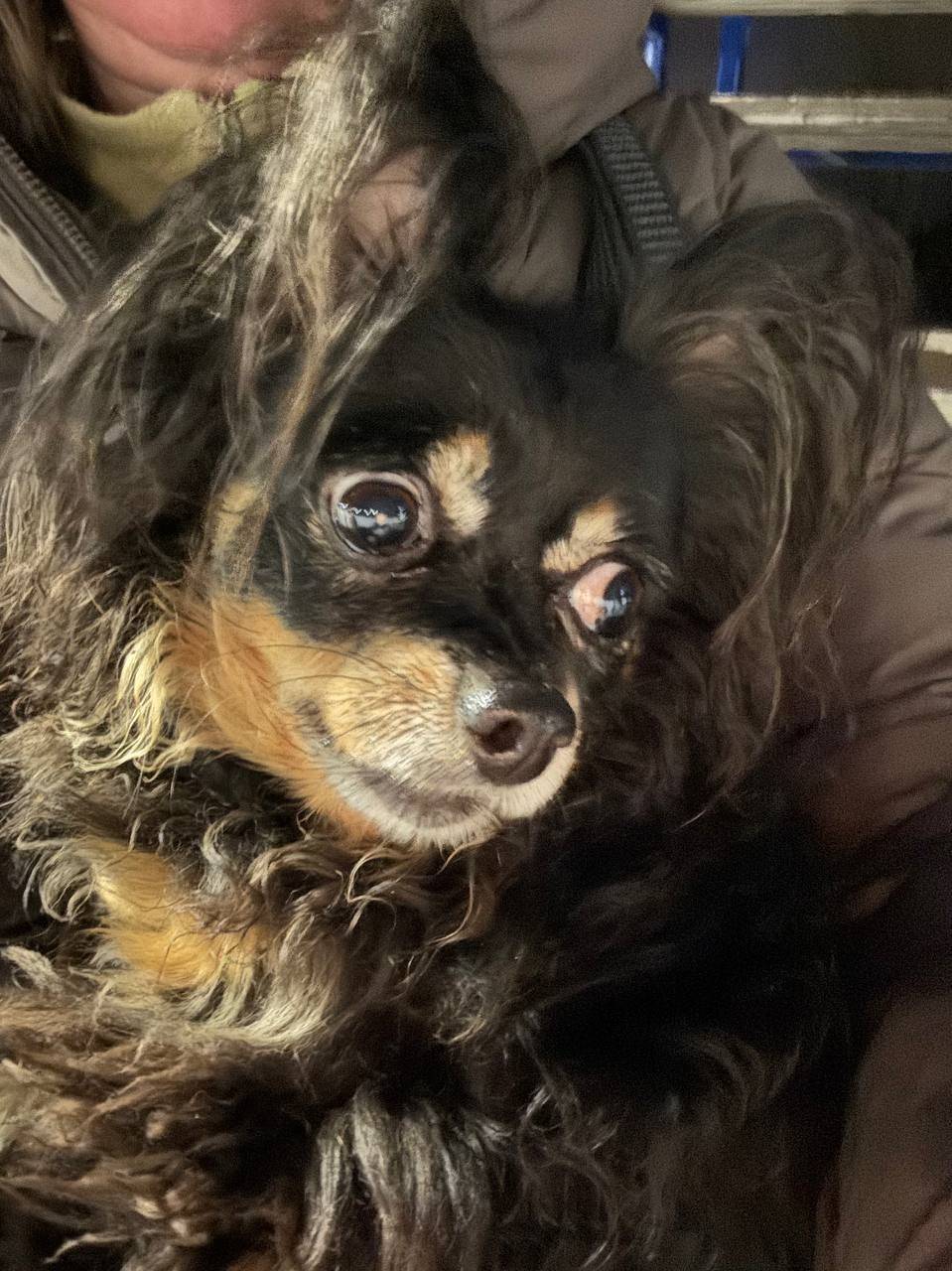 Найдена длинношёрстная чихуахуа, Зеленоград