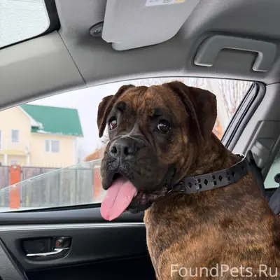 Найден тип собака, верх Тула