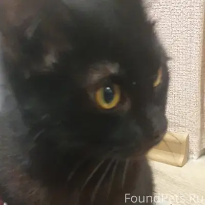 Найден чёрный кот с жёлтым ошейником, район Клыкова