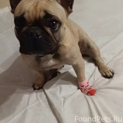 Пропал Французский бульдог, частный сектор Чапаева/Пристанская