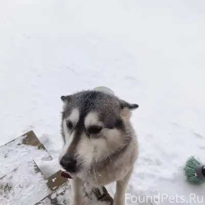 Пропала собака, Калинина