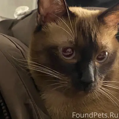 Пропал Тайский кот Гуф, район Ключевая