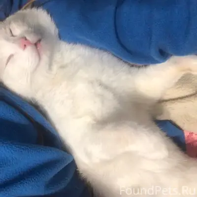 Пропал кот, пропал кот, неизвестно место пропажи