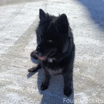 Пропала собака, Смоленская