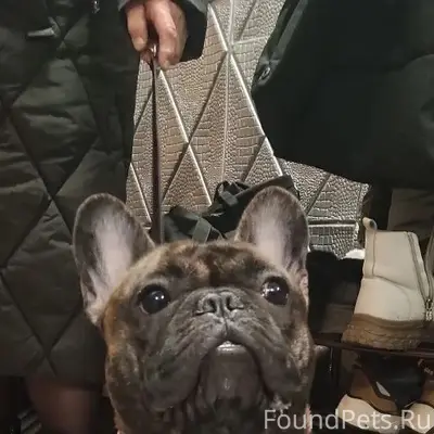 Пропала собака, Ржев-2