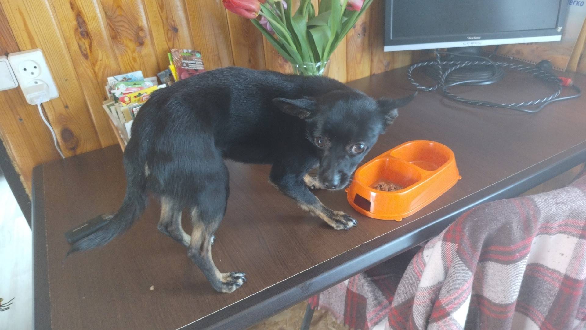 Найдена небольшая собака, Свердловская область