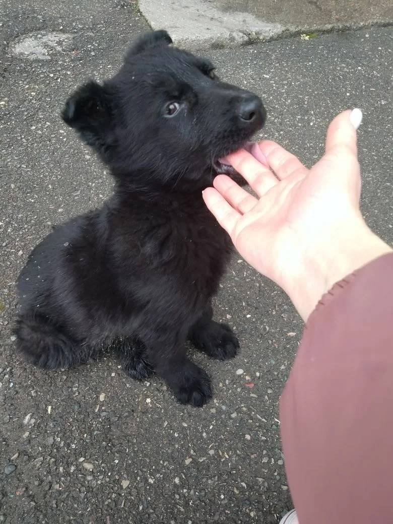 Найден щенок немецкой овчарки