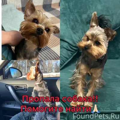 Пропал йоркширский терьер Тони, Ленинский район