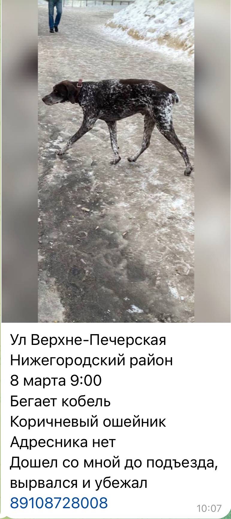 Найден курцхаар, Нижний Новгород