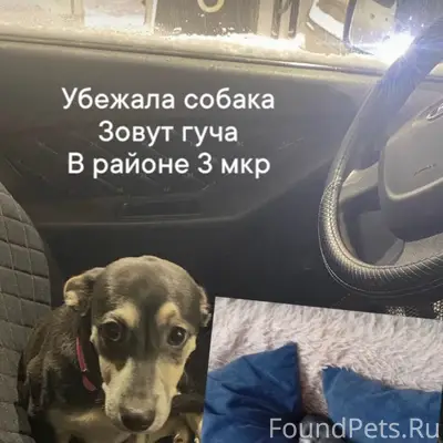 Пропала собака Гуча, 3 мкр