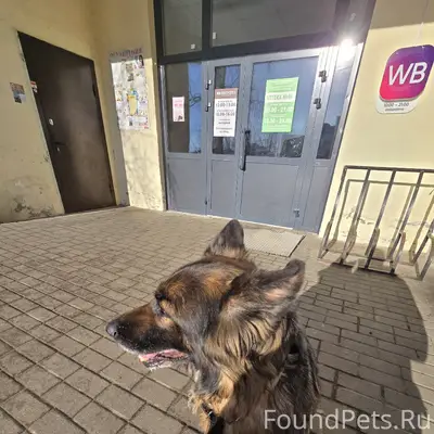Найдена немецкая овчарка, ищем новых хозяев
