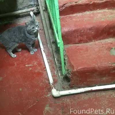 Найден кот, Переславль