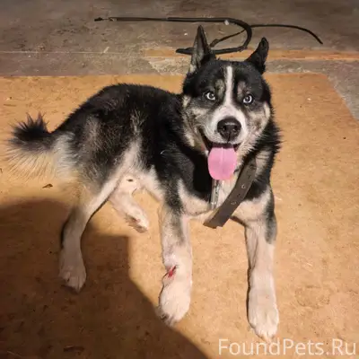 Найден кобель, хромой, в ранах, Поварня-Косулено