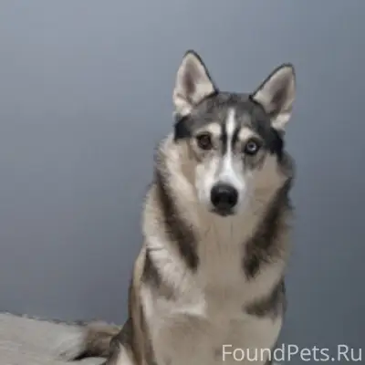 Пропал хаски, район базы каф