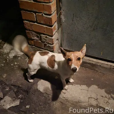 Пропала мелкая собака, Старый Оскол, Незнамово