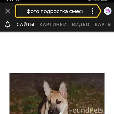 Пропала помесь овчарки, Курчатовский район, Челябинск