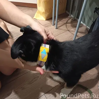 Найден щенок девочка, ул. Корабельная (Ягры)