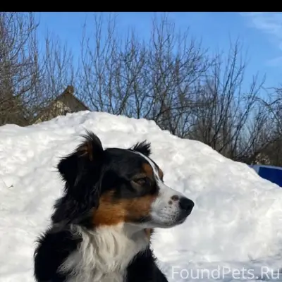 Пропала австралийская овчарка, Верхние Осельки