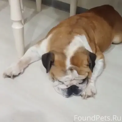 Найден тип собака, д. Малая Поповская