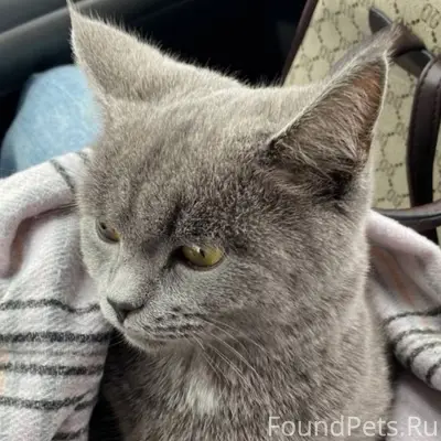 Пропал кот, п. Южный