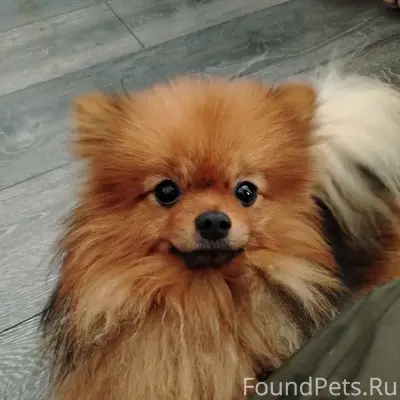 Пропал шпиц Симба, жд округ