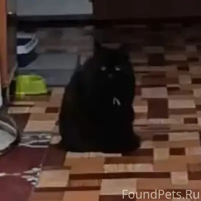 Пропал кот Петрушка, 5 мкр