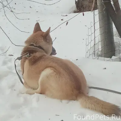 Найденна собака, улица Спутника