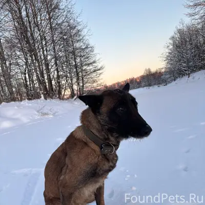 Пропала собака