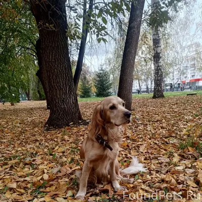 Пропала собака Марта, проспект Октября