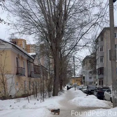 Пропала собака йоркширский терьер, Калуга