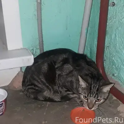 Найден кот, Прусская 6