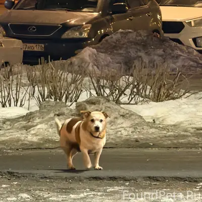 Пропала собака, Софийская ул.