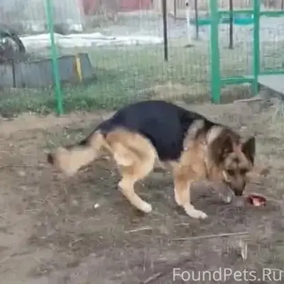 Пропал пёс Север, посёлок за 36 мкр