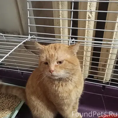 Найден кот, подъезд на Химиков