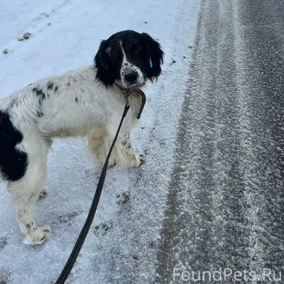 Пропал кобель Бой, с. Вазерки