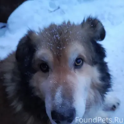Пропала собака, п. Первомайский